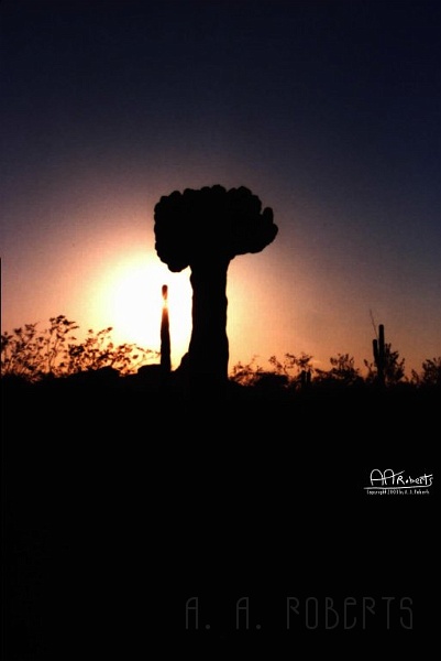 Brain Cactus.jpg - Brain Cactus at dusk.